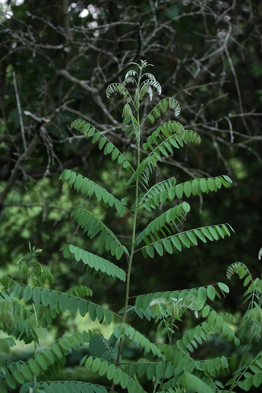 Изображение особи Amorpha fruticosa.