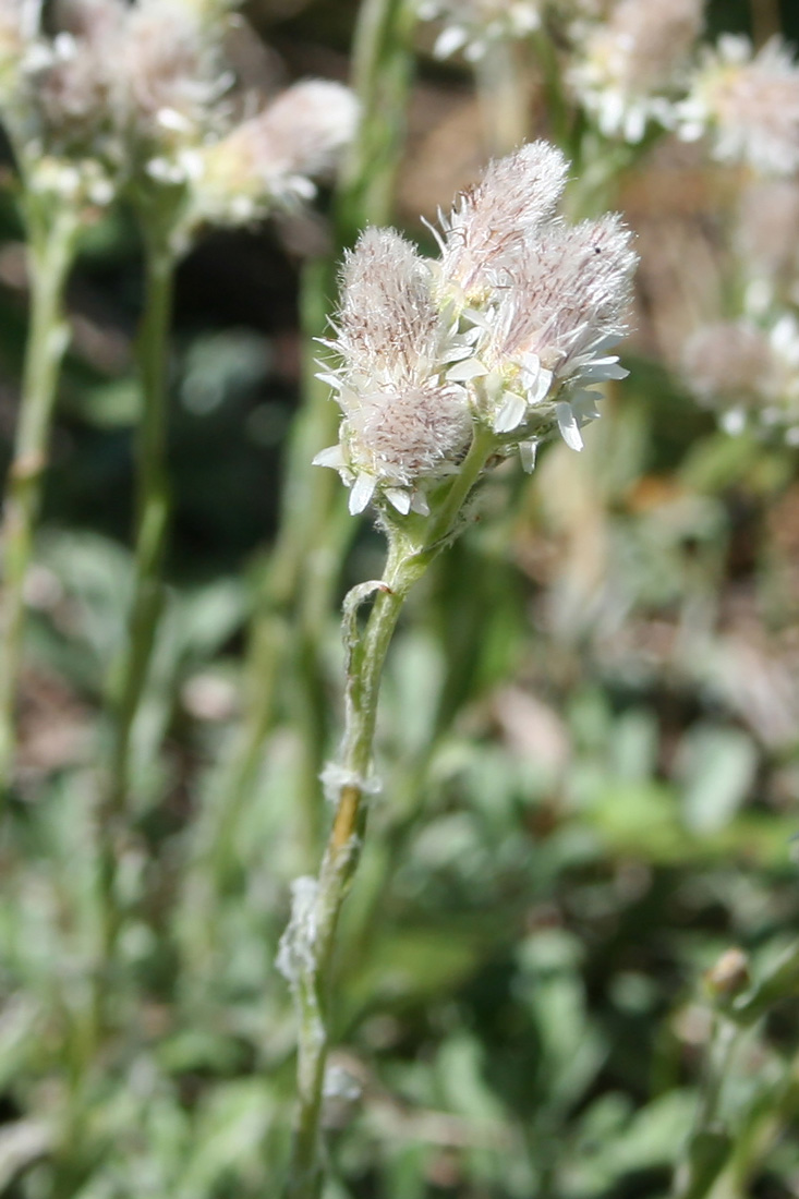 Image of Antennaria dioica specimen.