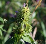 Galeopsis bifida. Верхушка плодоносящего растения с одиночным цветком. Московская обл., Раменский р-н, окр. ж.-д. платформы Хрипань, просека под ЛЭП. 22.07.2014.