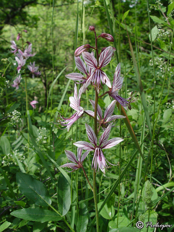 Изображение особи Dictamnus gymnostylis.