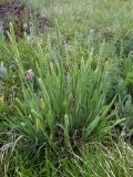 Phleum phleoides. Цветущее растение. Крым, Бабуган-Яйла. 1 июля 2009 г.