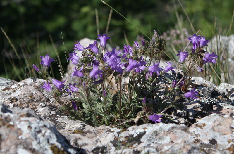 Изображение особи Campanula talievii.