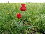 Tulipa suaveolens