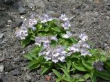 Pennellianthus frutescens