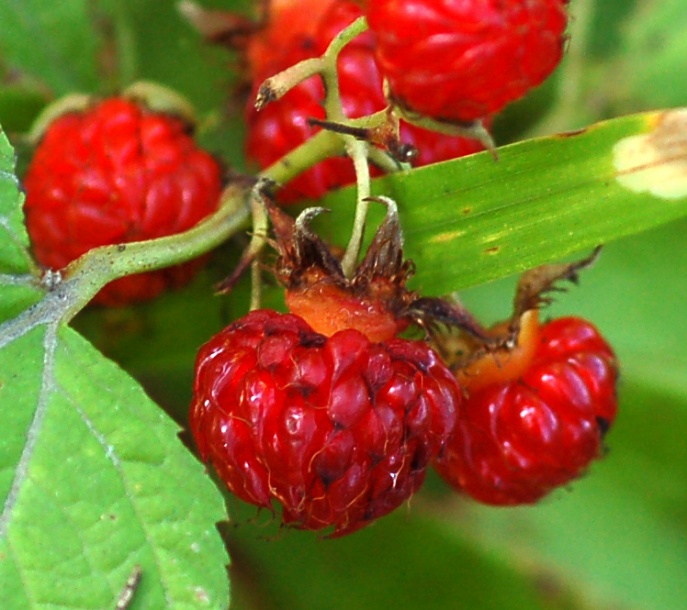 Image of Rubus crataegifolius specimen.