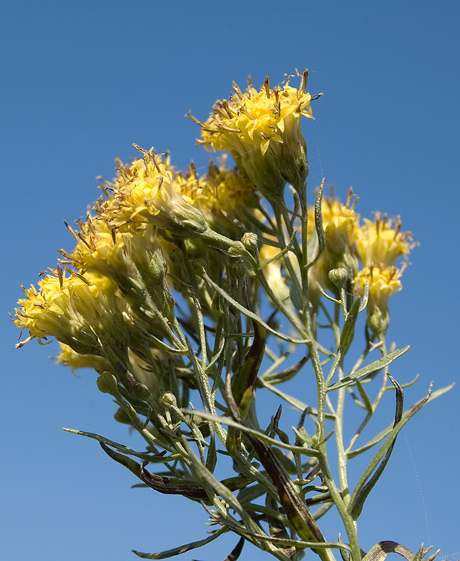 Image of Galatella biflora specimen.