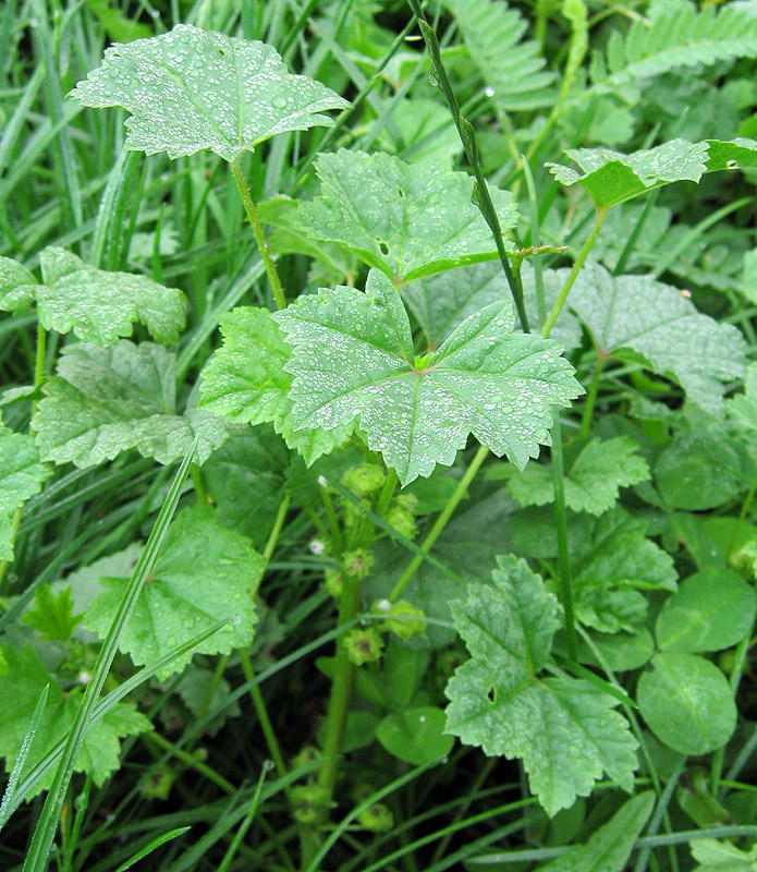 Image of Malva pusilla specimen.