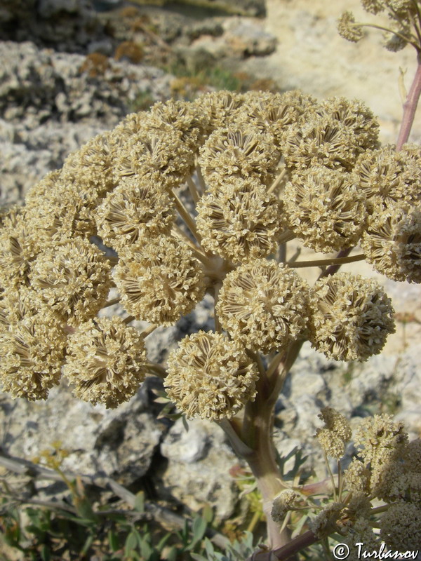 Image of Seseli gummiferum specimen.