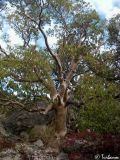 Arbutus andrachne