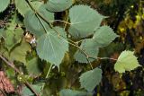 Tilia mongolica