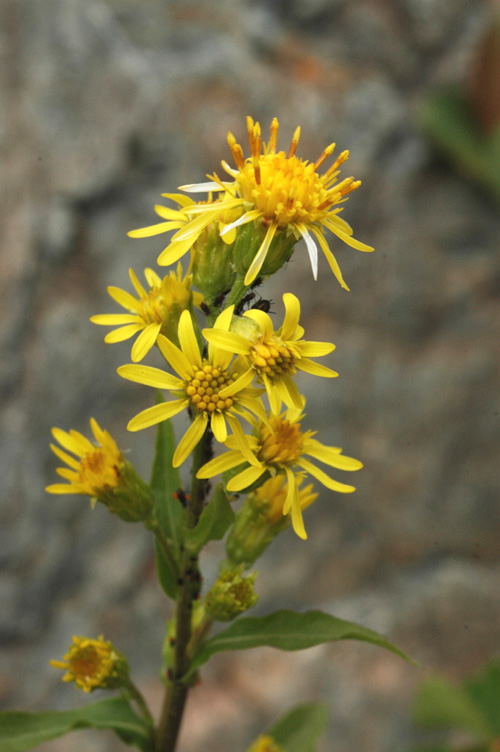 Изображение особи Solidago virgaurea ssp. dahurica.