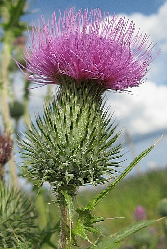 Изображение особи Cirsium vulgare.