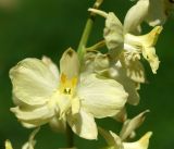 Delphinium semibarbatum