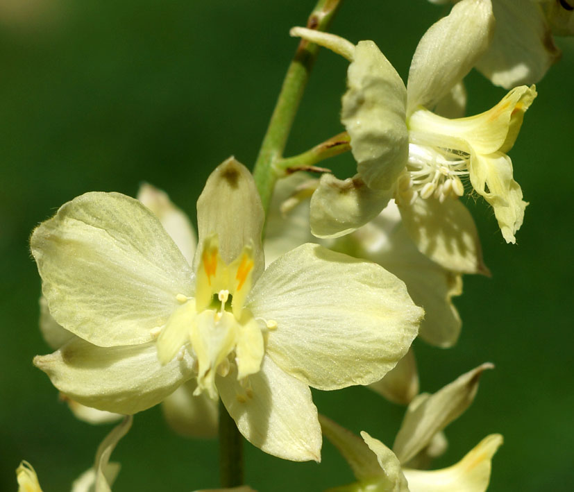 Изображение особи Delphinium semibarbatum.