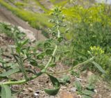 Alyssum alyssoides