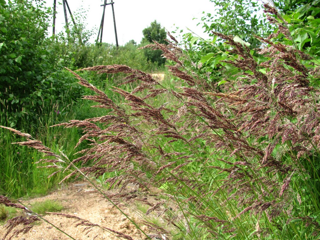 Изображение особи Calamagrostis langsdorffii.