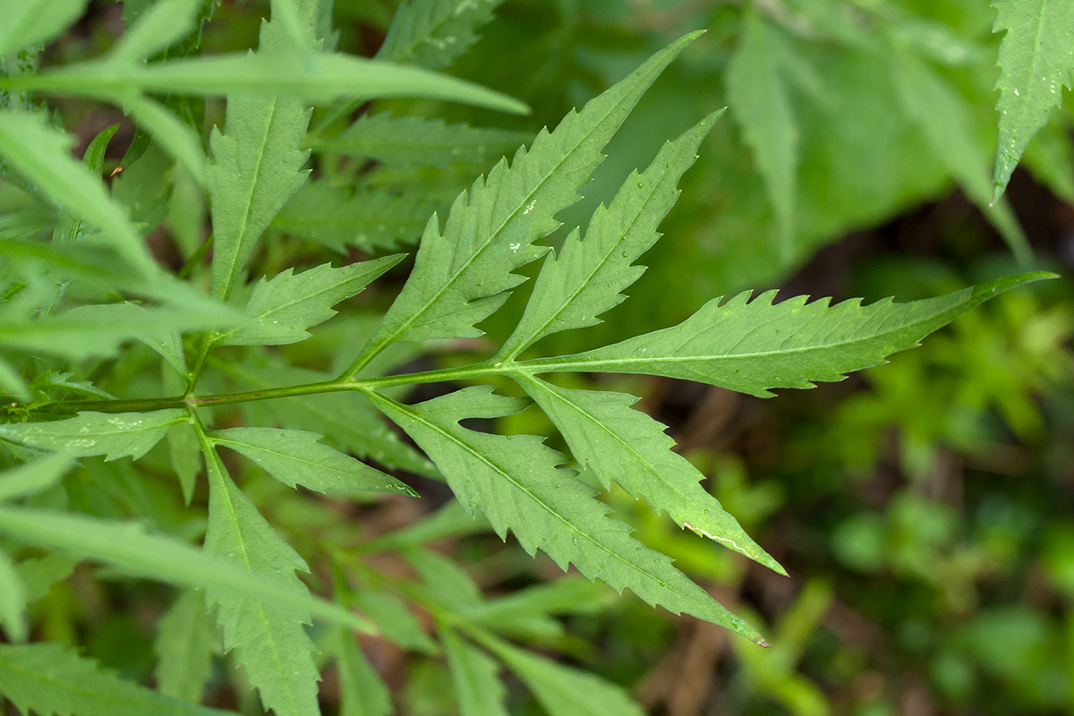 Image of Bidens bipinnata specimen.