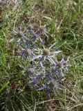 Eryngium amethystinum