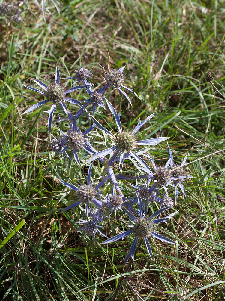 Изображение особи Eryngium amethystinum.