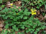 Ranunculus grandiflorus. Зацветающие растения. Краснодарский край, Сочи, окр. Адлера, широколиственный лес. 16.02.2015.