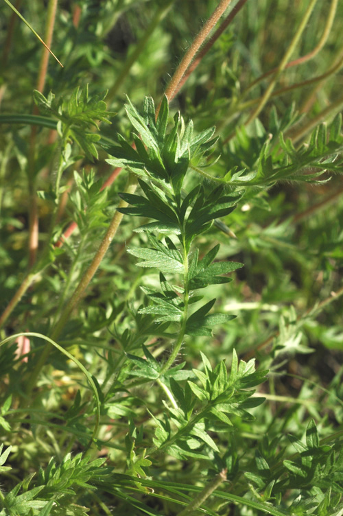 Image of Potentilla soongorica specimen.