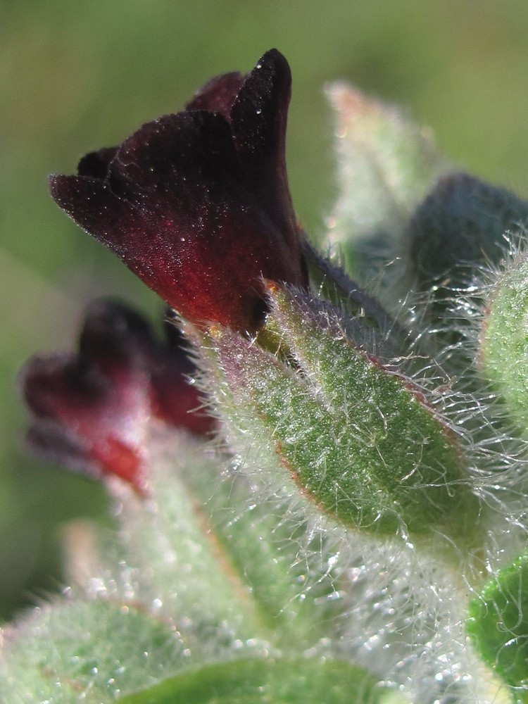 Image of Nonea rossica specimen.