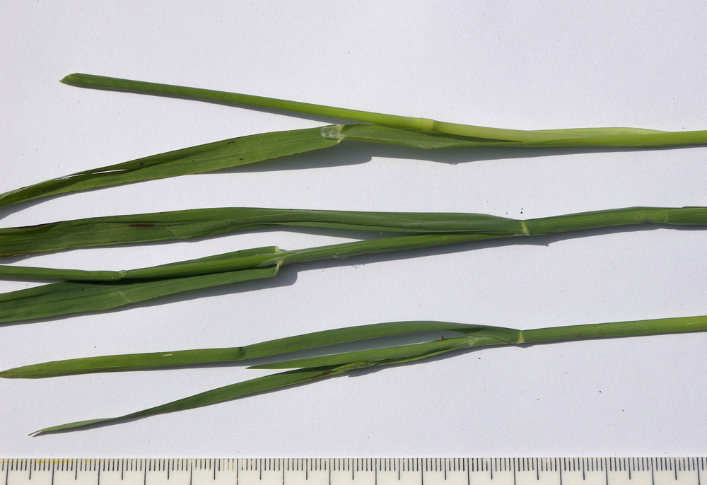 Image of Glyceria notata specimen.