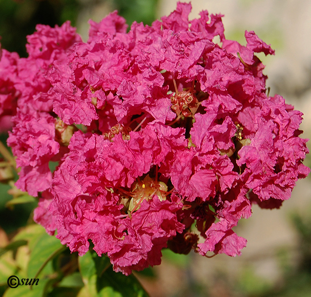 Изображение особи Lagerstroemia indica.