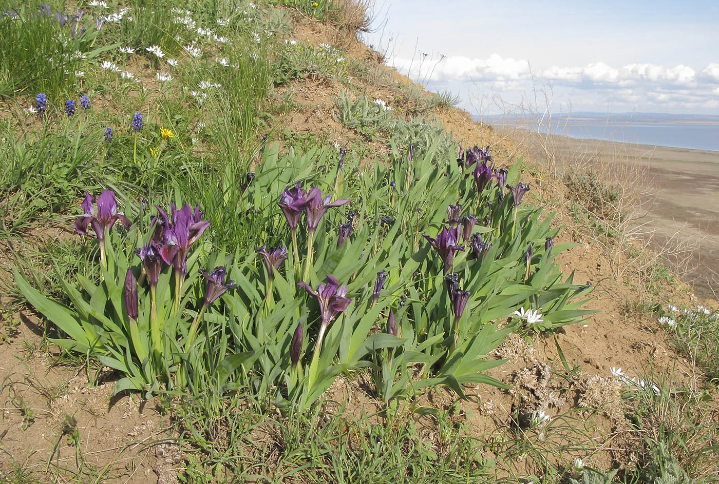 Изображение особи Iris pumila.