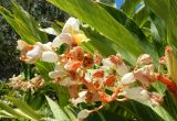 Alpinia zerumbet