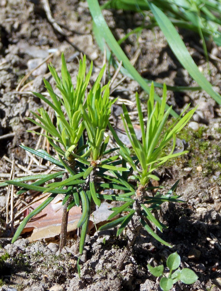 Изображение особи Abies holophylla.