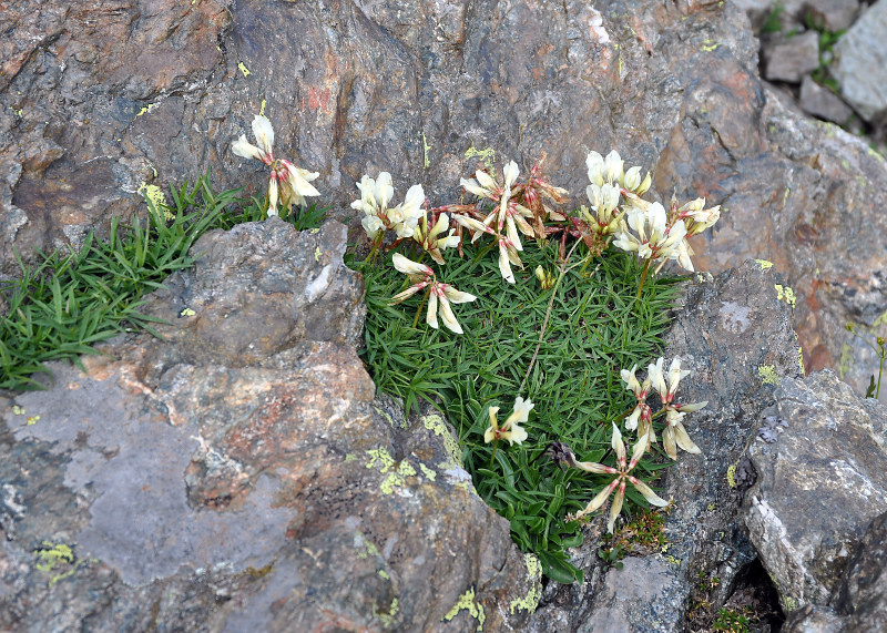 Изображение особи Trifolium polyphyllum.