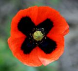 Papaver stevenianum. Цветок. Украина, Крым, Никитский ботанический сад, участок пряно-ароматических растений, как сорное. 22 апреля 2008 г.