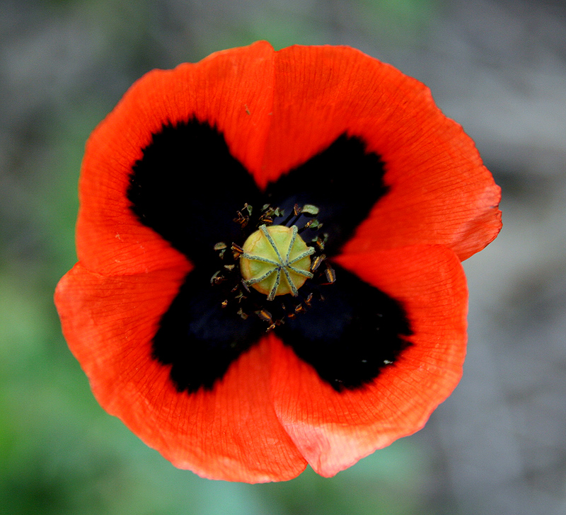 Изображение особи Papaver stevenianum.