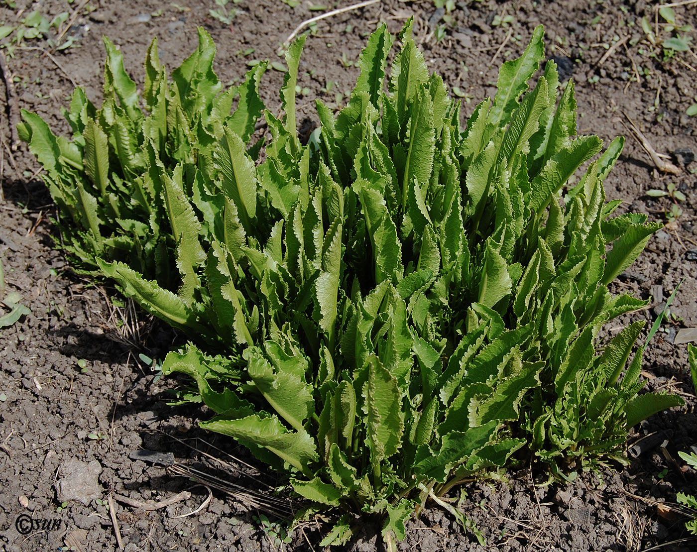 Image of Armoracia rusticana specimen.