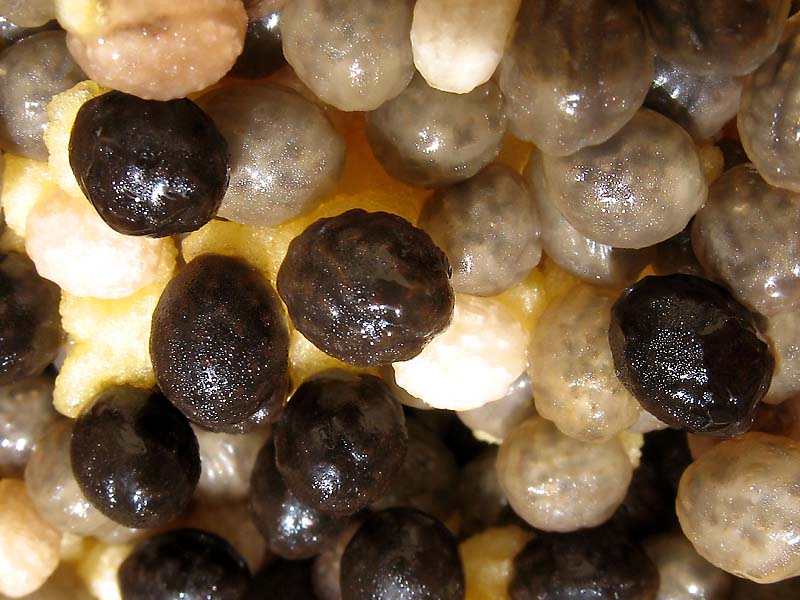 Image of Carica papaya specimen.