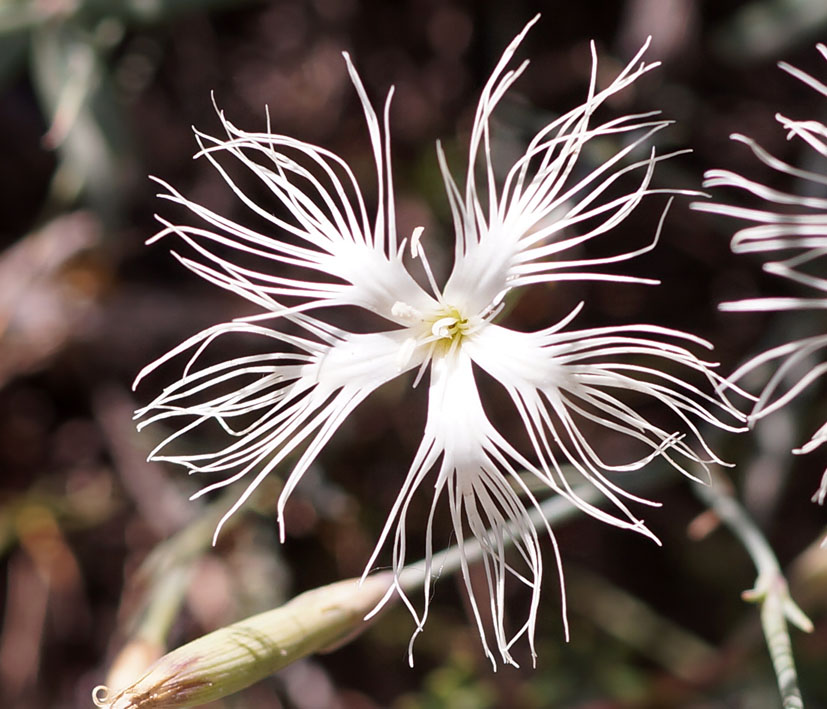 Image of Dianthus kuschakewiczii specimen.