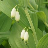 Polygonatum odoratum. Часть побега с раскрывающимися цветками. Восточный Казахстан, Глубоковский р-н, окр. с. Тарханка, южный пологий склон сопки. 13.05.2015.