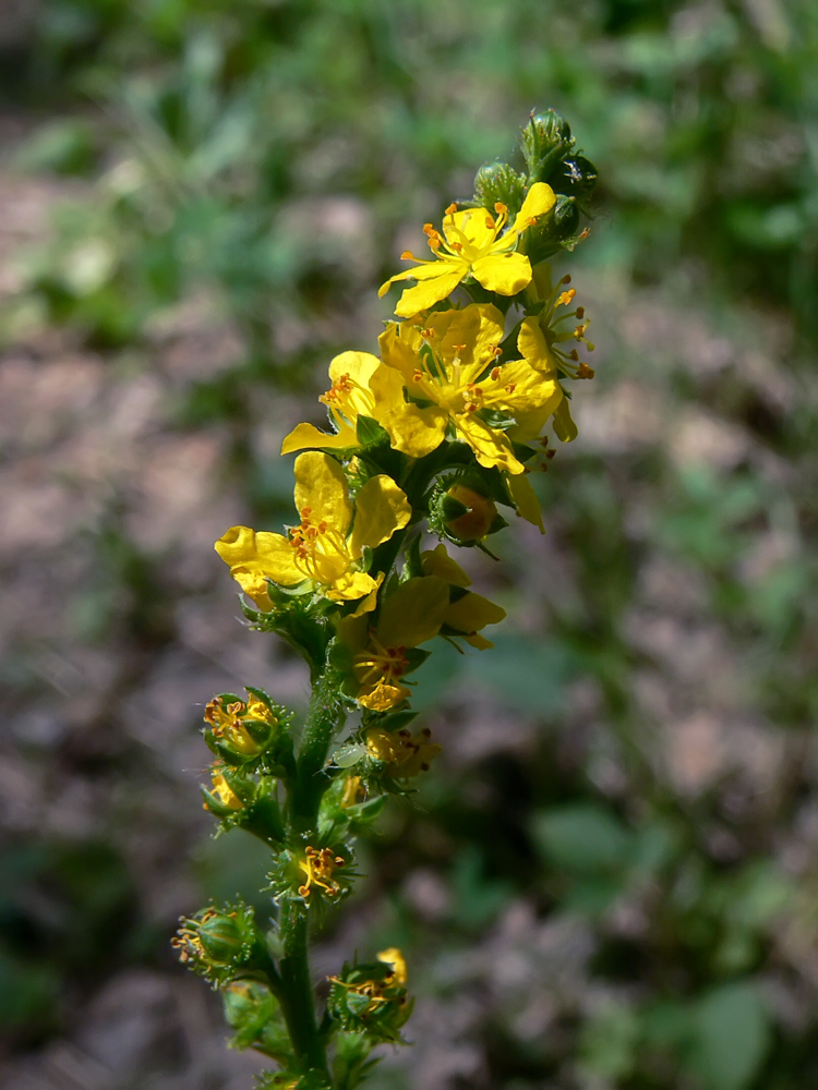 Изображение особи Agrimonia pilosa.