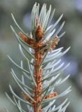 Image of taxon representative. Author is Роланд Цандекидис