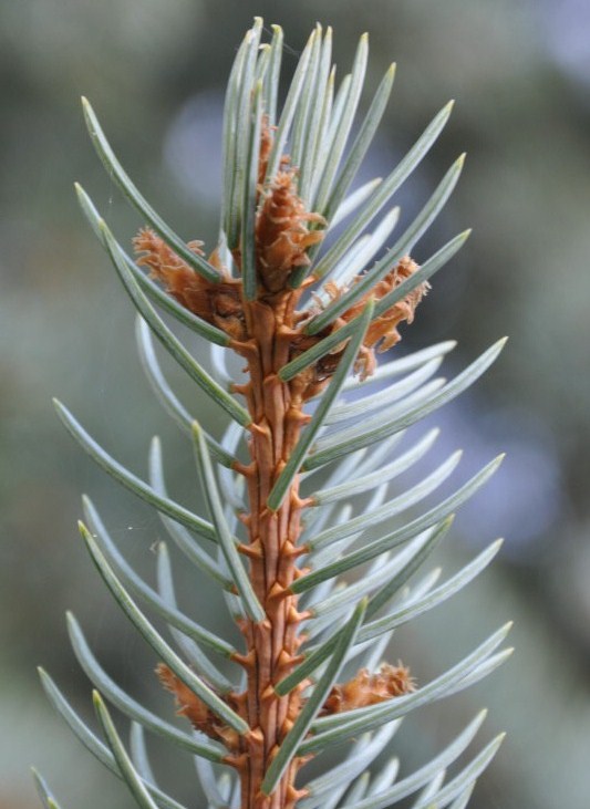 Image of Picea pungens f. glauca specimen.