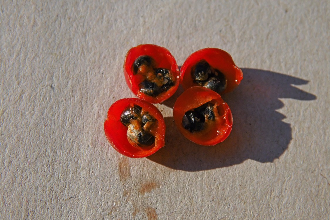 Image of Asparagus officinalis specimen.