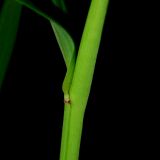 Polygonatum odoratum