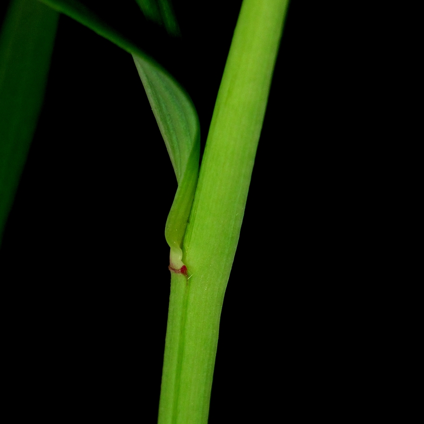 Image of Polygonatum odoratum specimen.