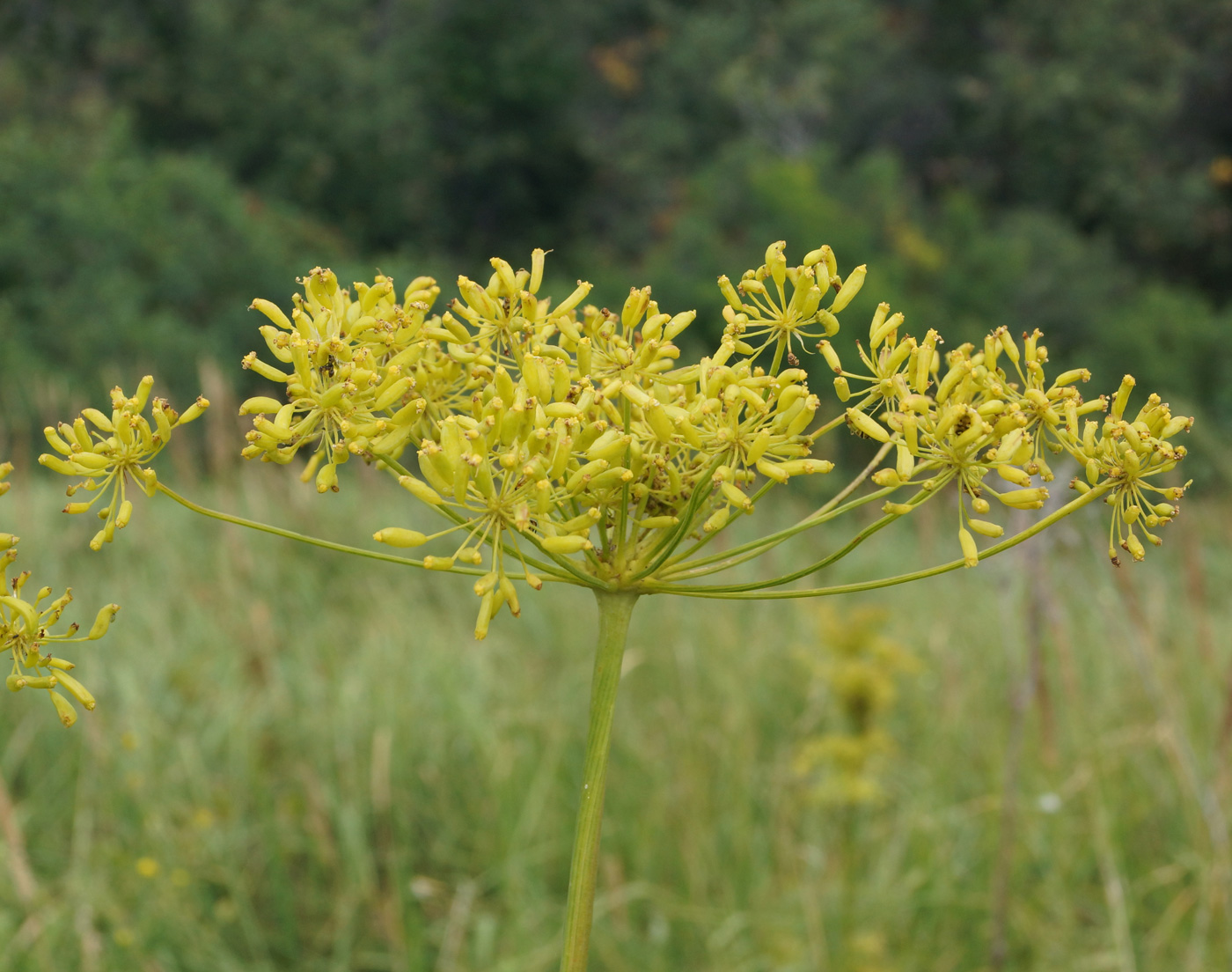 Image of Peucedanum morisonii specimen.