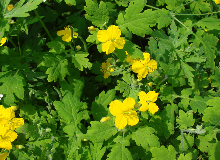 Image of Chelidonium majus specimen.