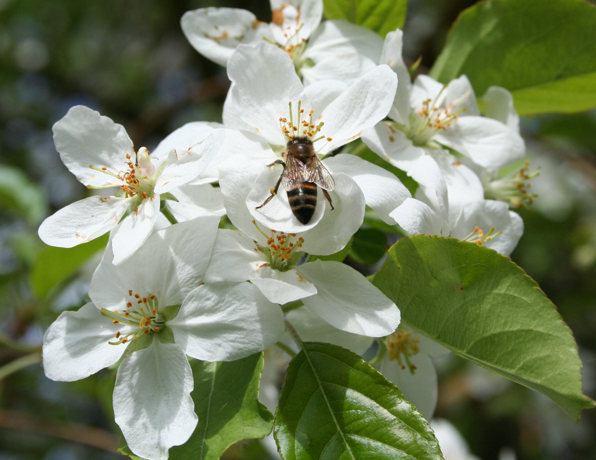 Изображение особи Malus domestica ssp. cerasifera.