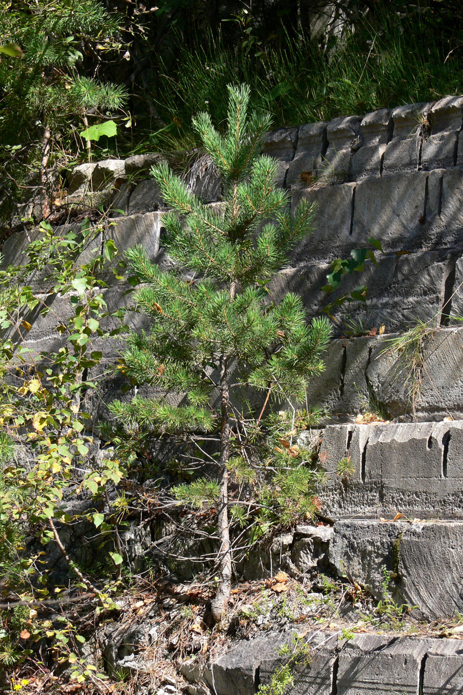 Image of Pinus sylvestris specimen.