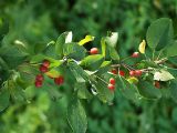 Malus mandshurica
