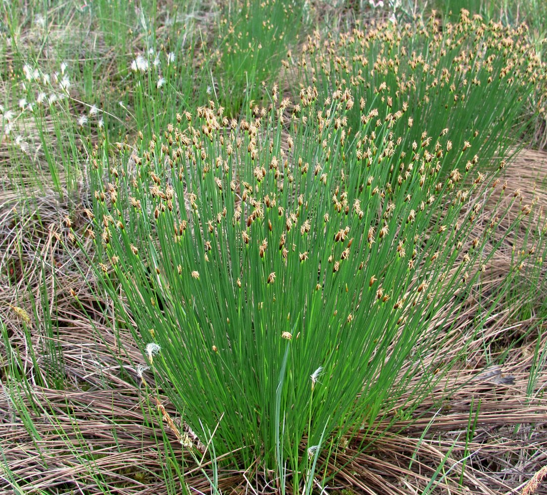 Изображение особи Trichophorum cespitosum.